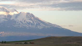 shasta